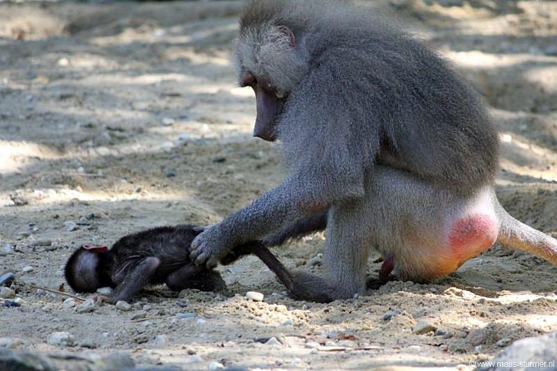 2010-08-24 (622) Aanranding en mishandeling gebeurd ook in de apenwereld.jpg